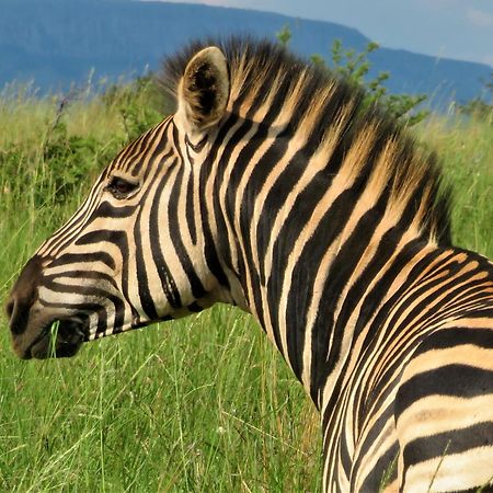 African Hills Safari Lodge & Spa 마갈리스버그 외부 사진
