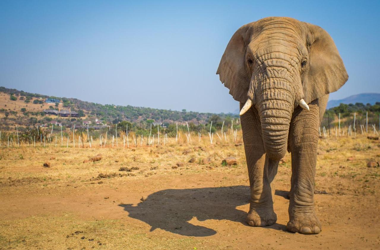 African Hills Safari Lodge & Spa 마갈리스버그 외부 사진