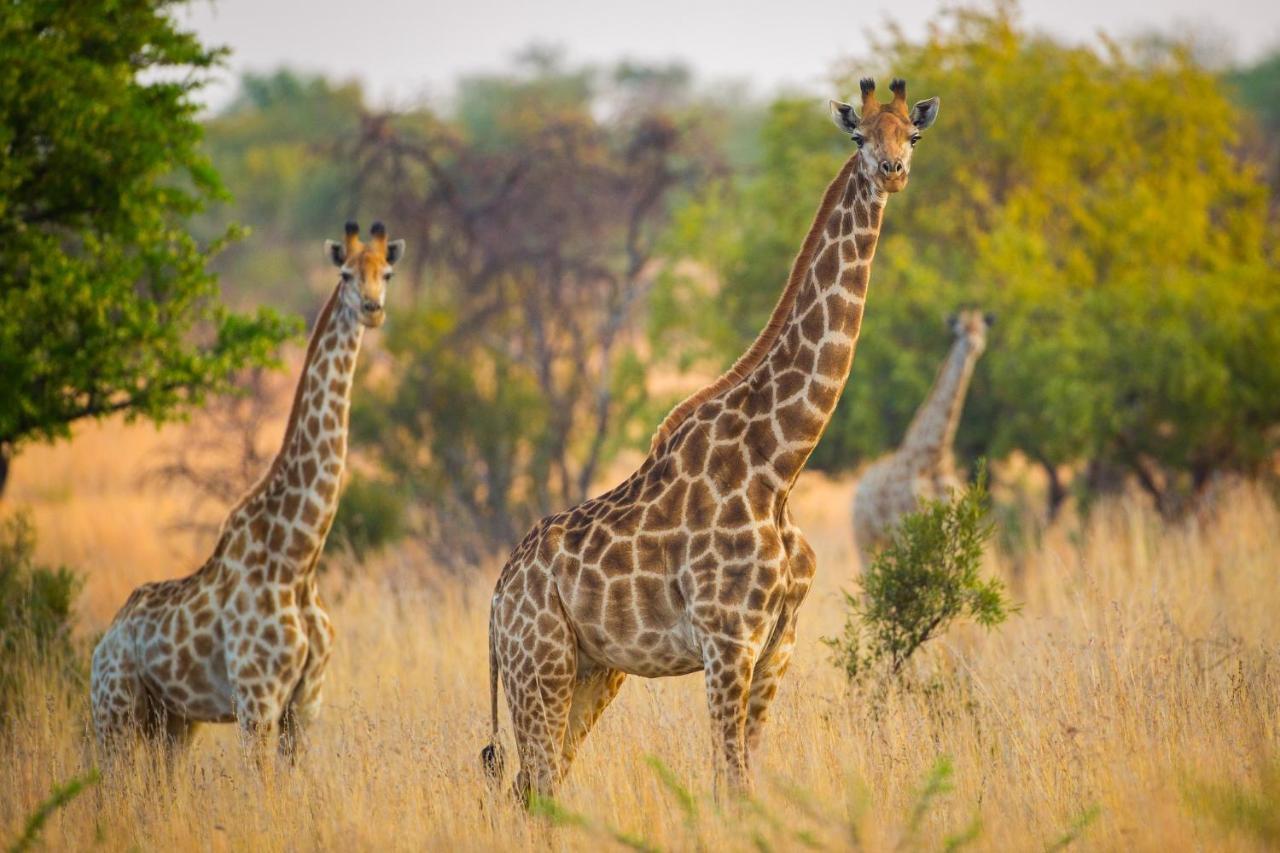 African Hills Safari Lodge & Spa 마갈리스버그 외부 사진