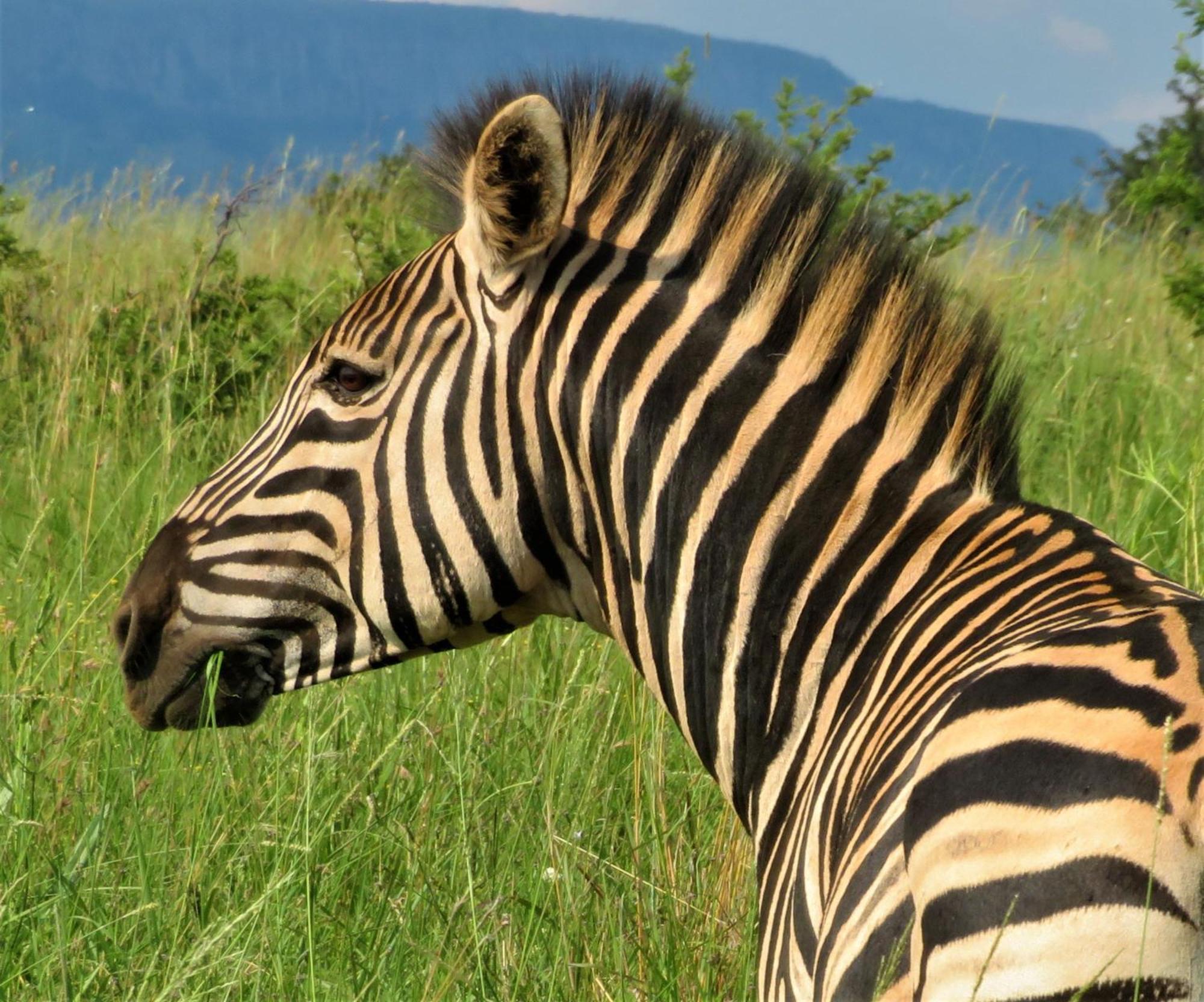 African Hills Safari Lodge & Spa 마갈리스버그 외부 사진